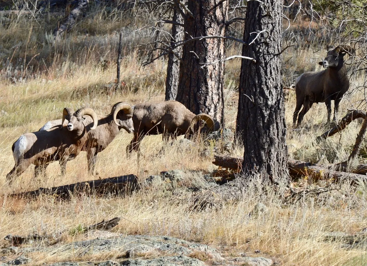 Bighorn sheep and native wildlife on Wood Ranch land