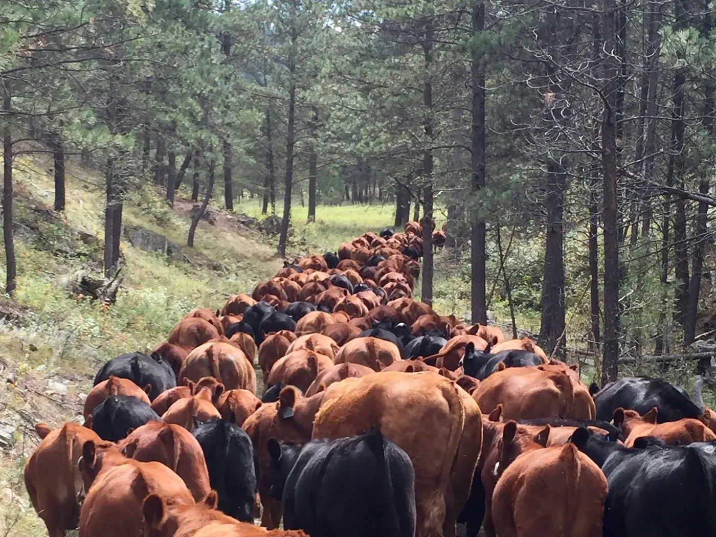 W9 cattle moving through a wooded draw on Wood Ranch