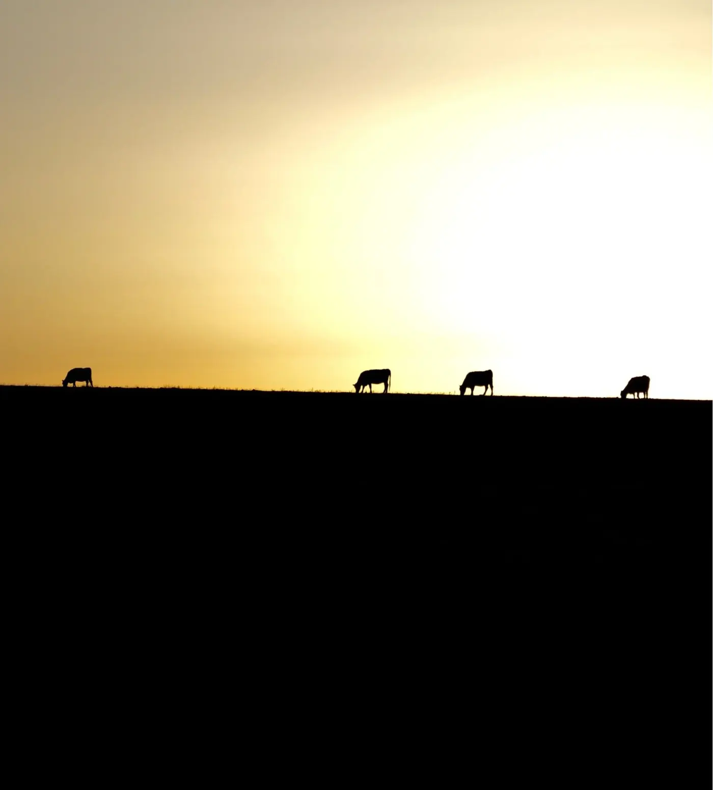 W9 cattle silhouetted on South Dakota pasture