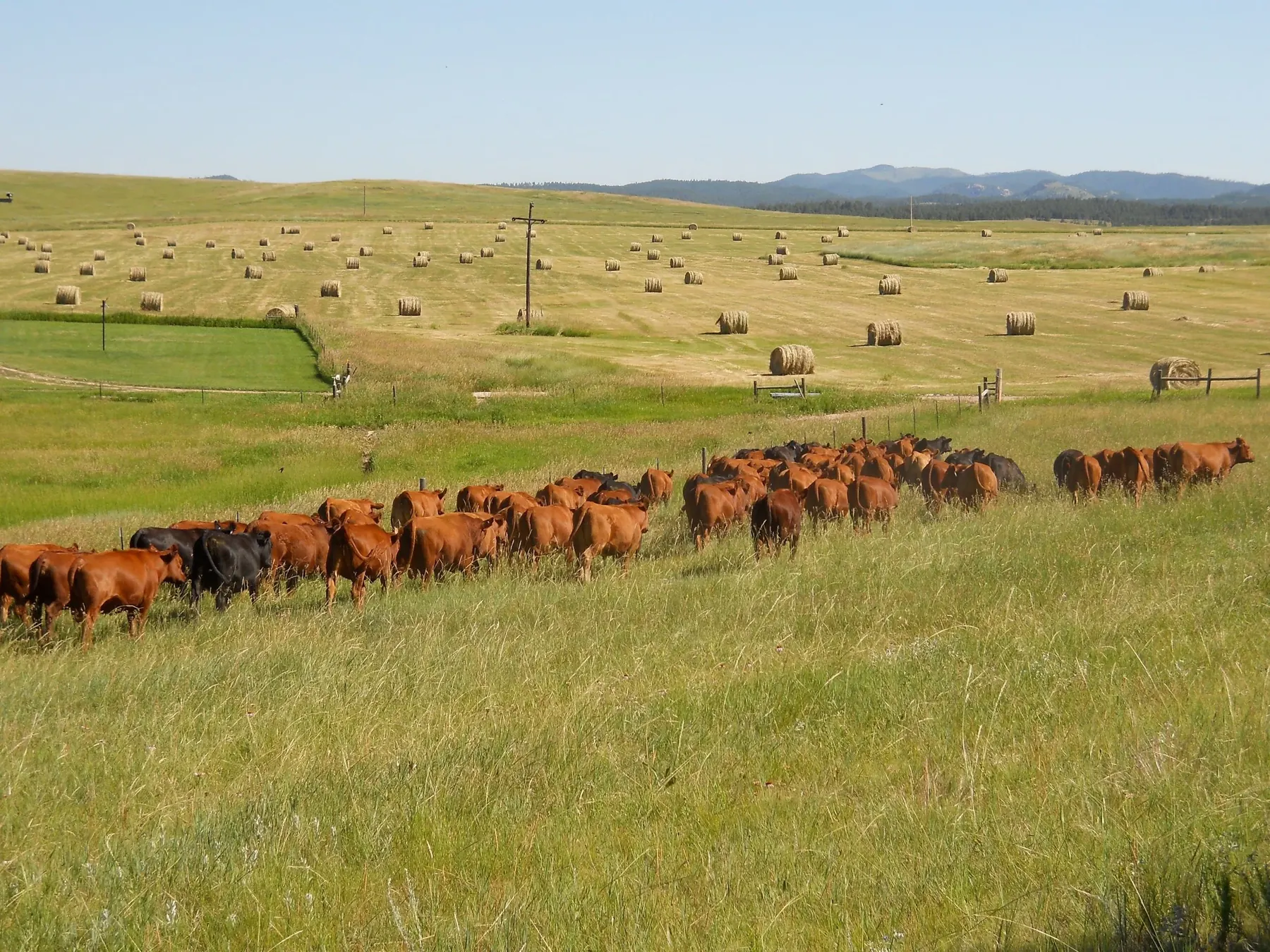 W9 cattle grazing across open Black Hills pasture near hay bales