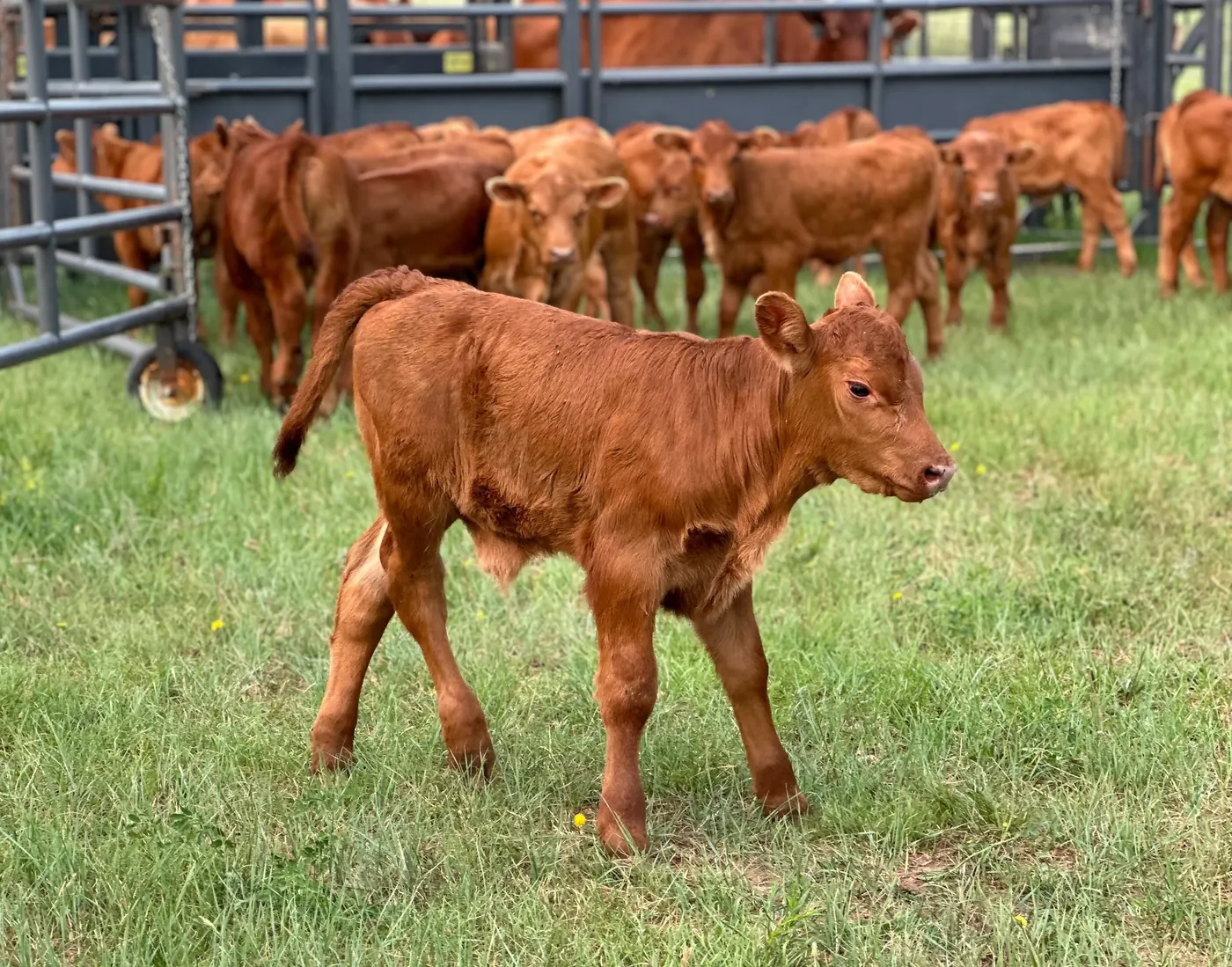 Young W9 calf standing in open pasture