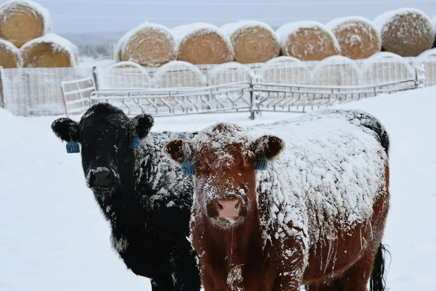 W9 cows in winter pasture by an icy fence