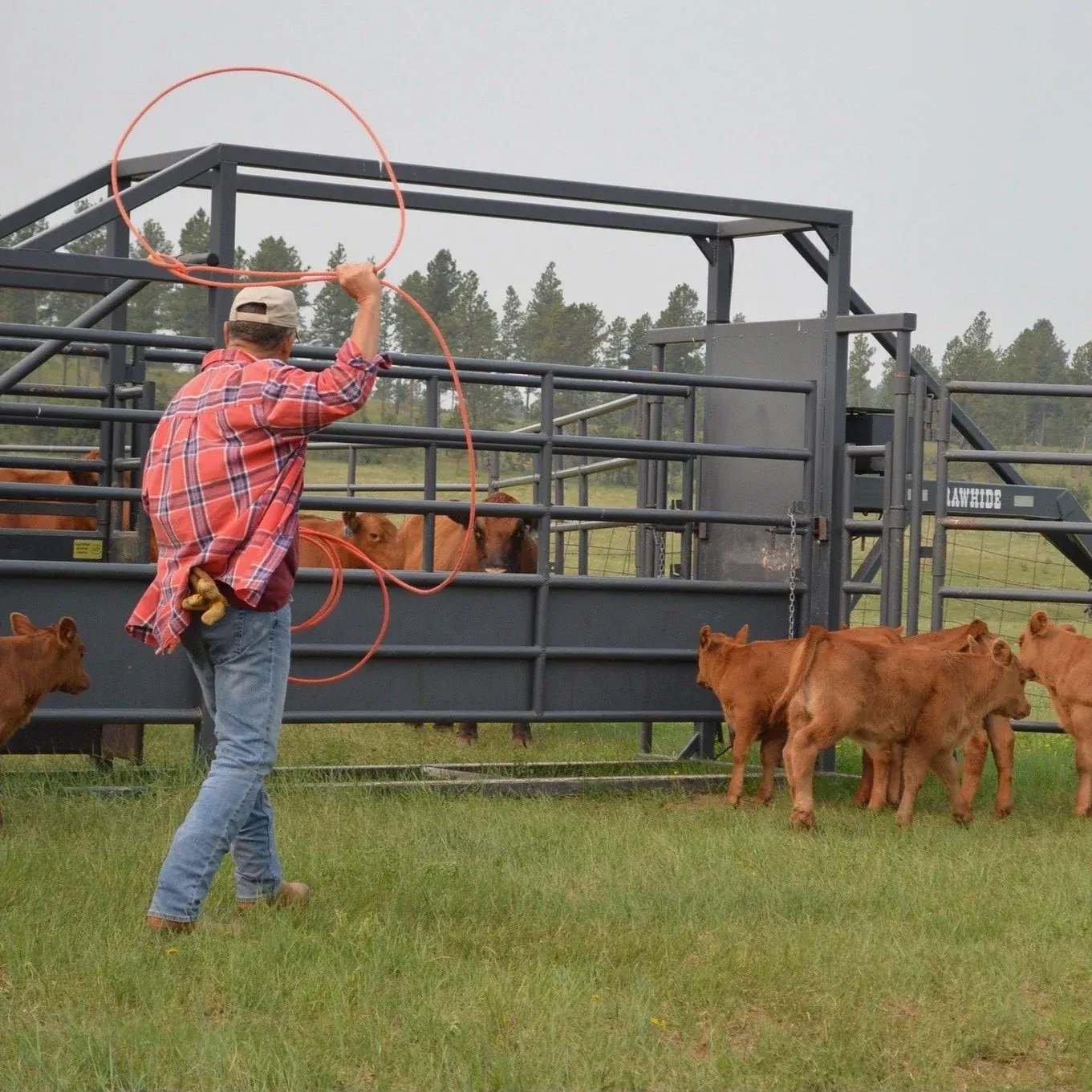 Working cattle on Wood Ranch